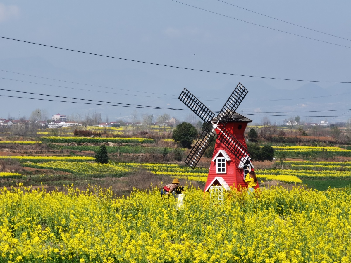 汉中的油菜花,每块地种植面积并不大,但是地势高低不平,因而油菜花