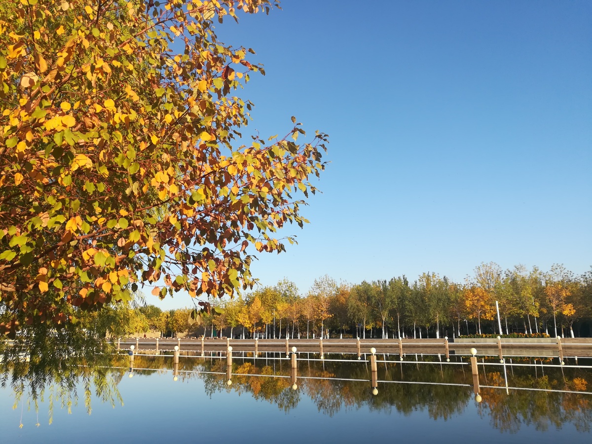 问秋- panda-东方客 - 图虫