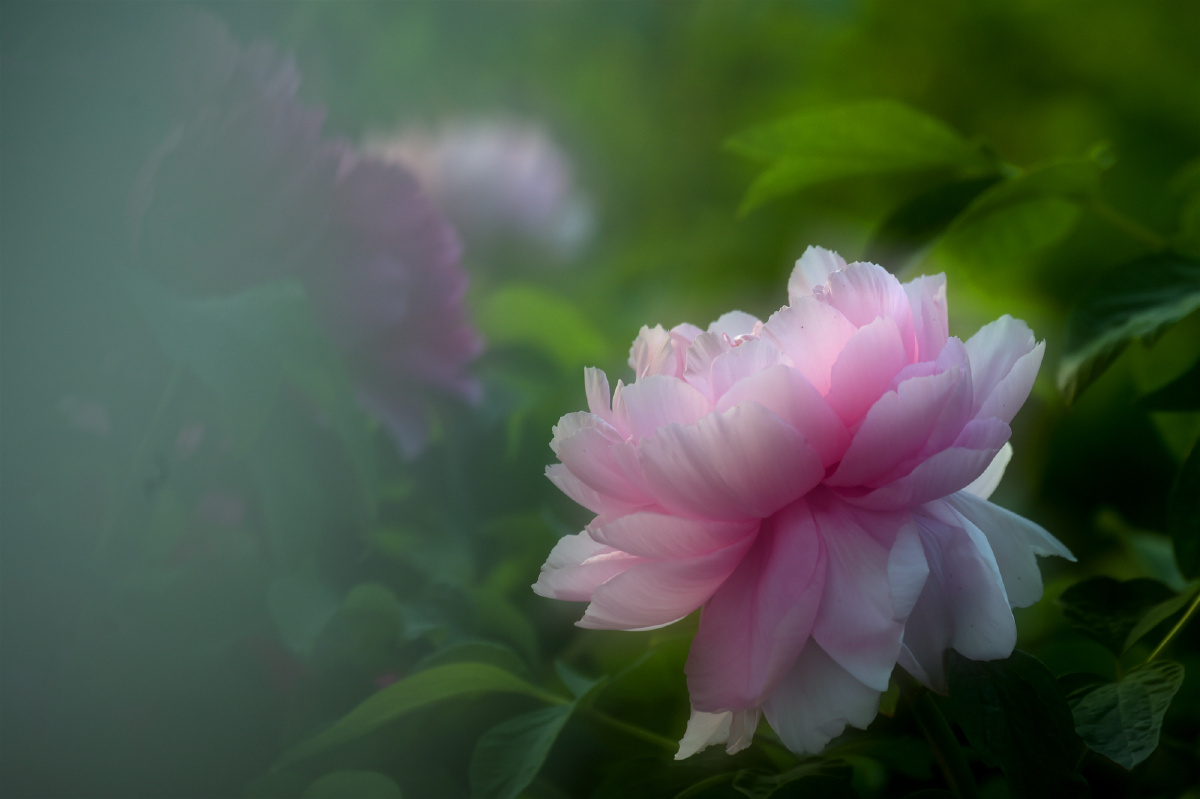 独占春芳 气质天成 - 大自然视界 - 图虫