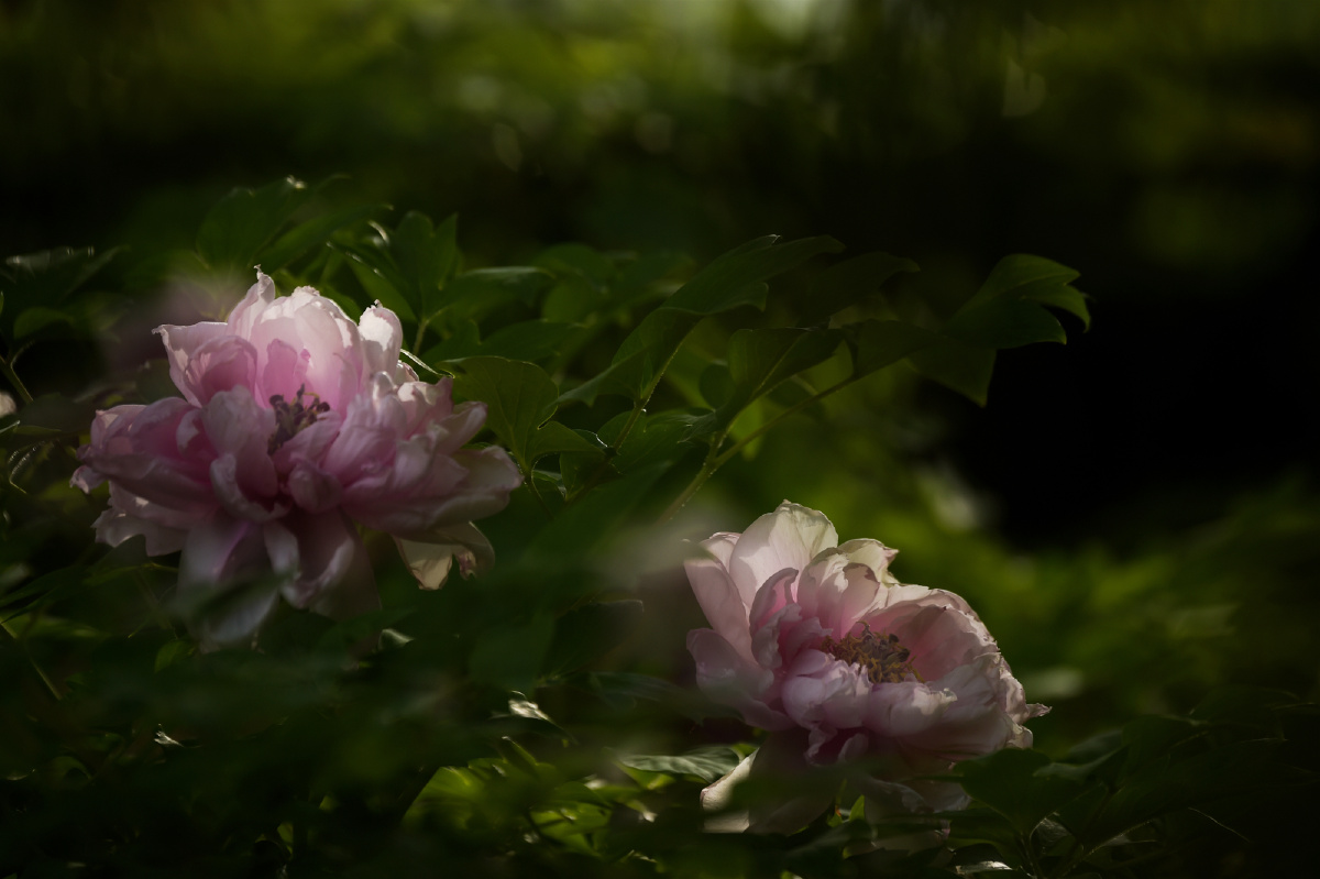 独占春芳 气质天成 - 大自然视界 - 图虫