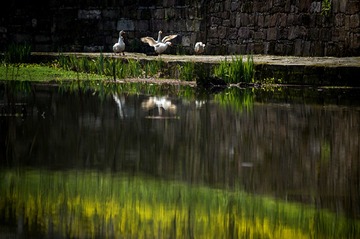 DSC_0397_