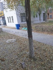 486731
