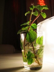 IMG_0833.jpg