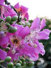 IMG_0888.jpg
