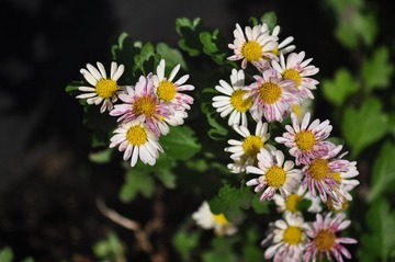DSC_0045.JPG