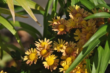 DSC_0046.JPG