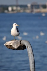 DSC_0072.jpg