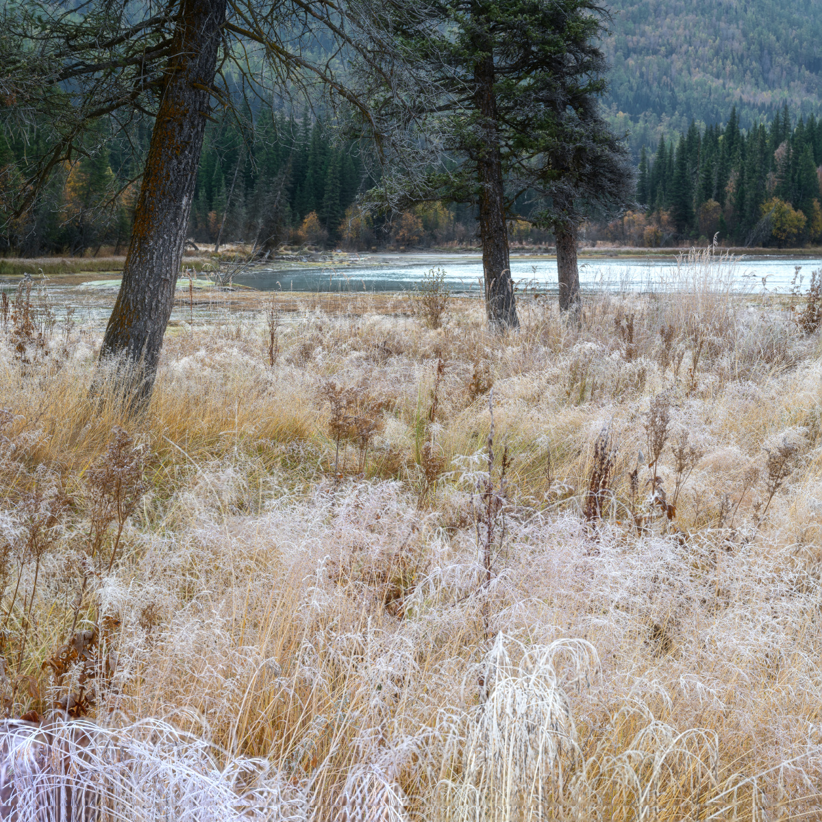 这色彩独特的雪白枯草,让我想起那句意象奇特的诗:"公园的白蝴蝶被