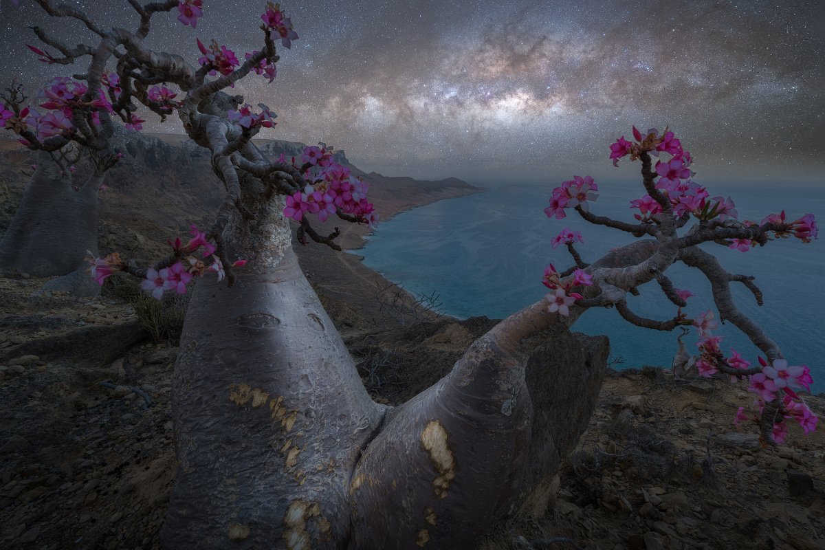 星空银河下，海边悬崖上的沙漠玫瑰，肆意张扬