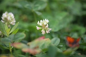 IMG_6890