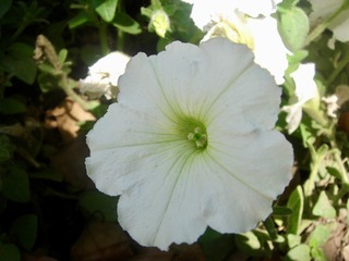 F0671C2C-6FD5-4C36-B26B-560F2AD8EE6B/L0/001