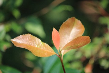 IMG_6178