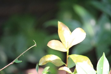 IMG_6179