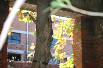IMG_9452