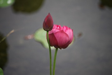 30300897-71F4-454D-A85D-2E1065FE7F57/L0/001