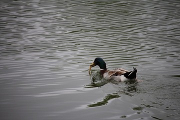 B42E36DB-C9AD-4A54-A011-DA27E8C404D7/L0/001