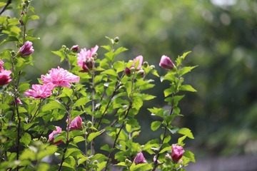 IMG_6294