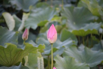 IMG_7331