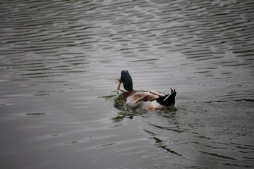 EAE14C0C-9F0D-4681-8BCA-76E96EF443DE/L0/001