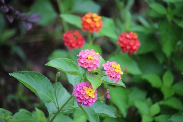 9686D7E8-9AC7-495C-A1D7-58EFCFA15865/L0/001