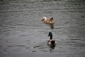 7BDCFCE0-250A-41D8-9692-4B0A35459213/L0/001