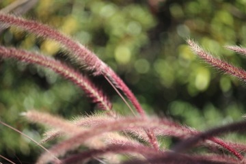 IMG_9342 - 副本