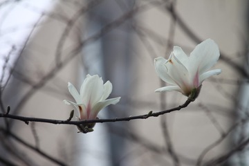 IMG_9889