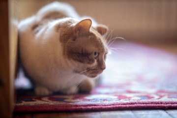 我家的猫