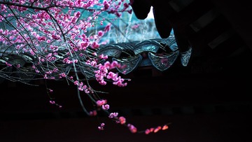 SEA_4209