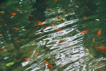 9F7F9F72-B190-4B5A-AAD6-D5A31A39DA93/L0/001
