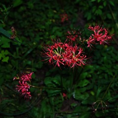 C6C7F5EE-BD72-4E6E-98FD-A2CA0BF207E7/L0/001