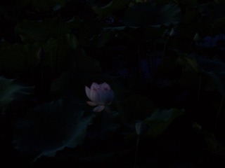 D86D8FB0-3D82-418A-AB02-E5D9BCFBBCC8/L0/001