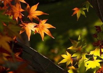 200743CA-C746-49F6-B5F4-5E969FFA2A6F/L0/001