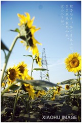 _MG_9389_本