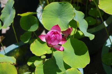 IMGP0123.JPG