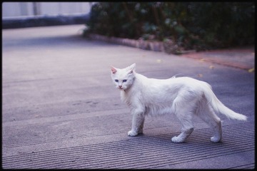 猫咪.jpg