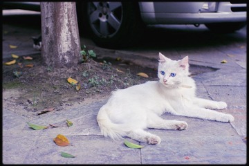 猫咪2.jpg