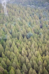 樹林與電線