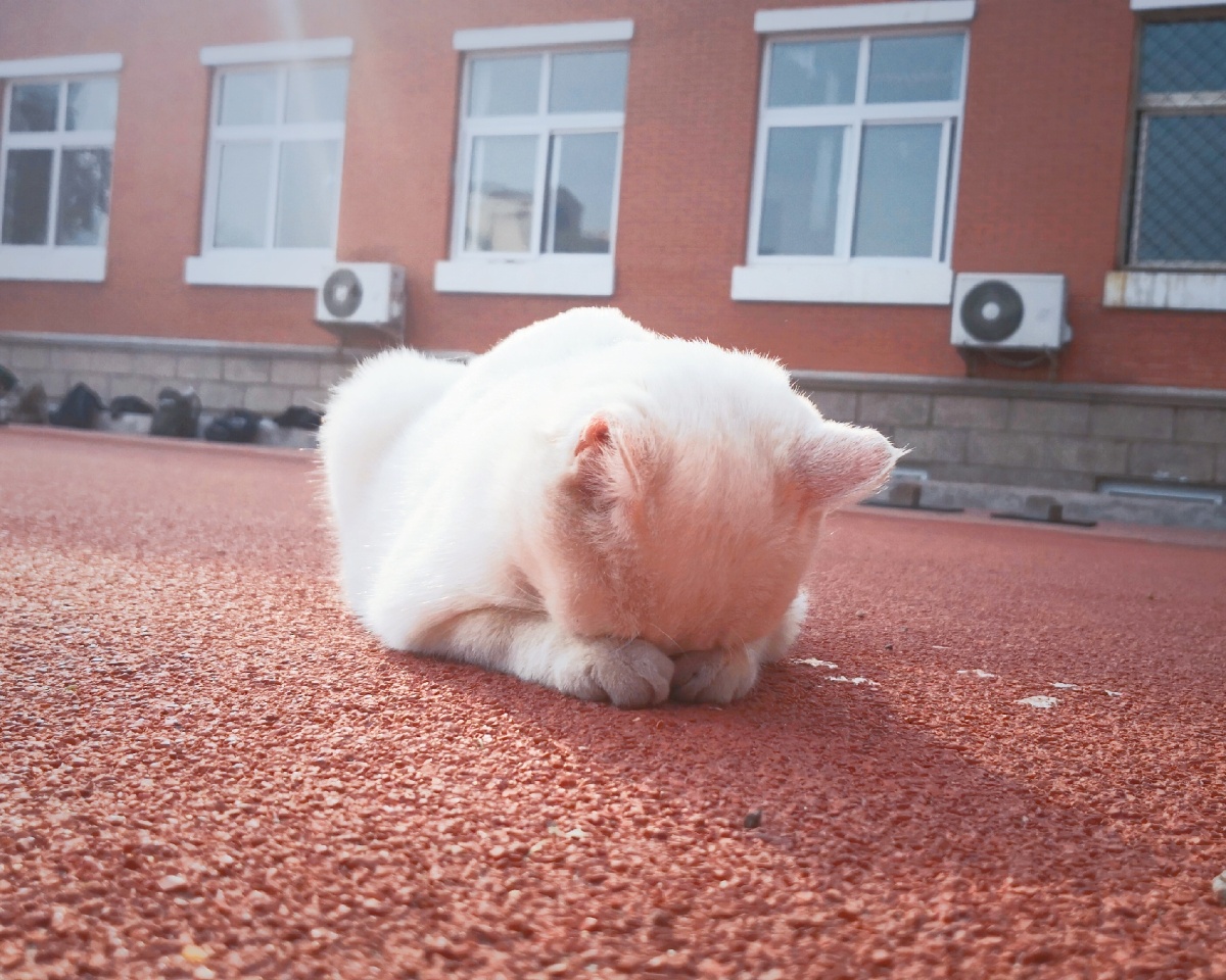 它就这样趴在那里,午后的阳光下显得如此可爱