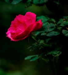 D1478C85-870E-4D89-823B-BE556FBF73CC/L0/001
