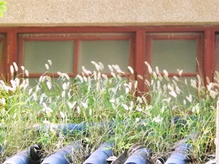 DSCF1467.jpg