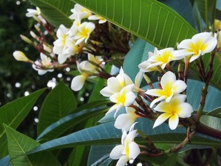 盛开的鸡蛋花-1.jpg
