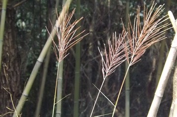 DSCF2249.JPG