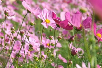 DSCF2276.JPG