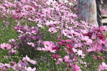 DSCF2278.JPG