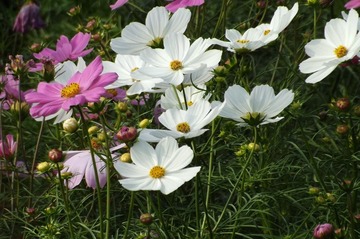DSCF2292.JPG