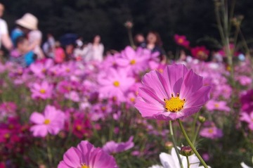 DSCF2305.JPG