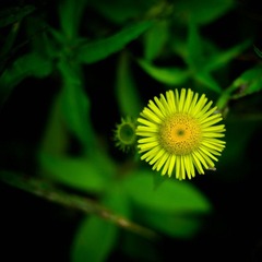DSC_5396-1.jpg