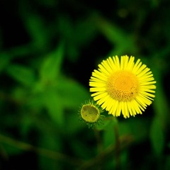 DSC_5411-1.jpg