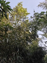 1000005276